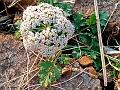 Java Water Dropwort